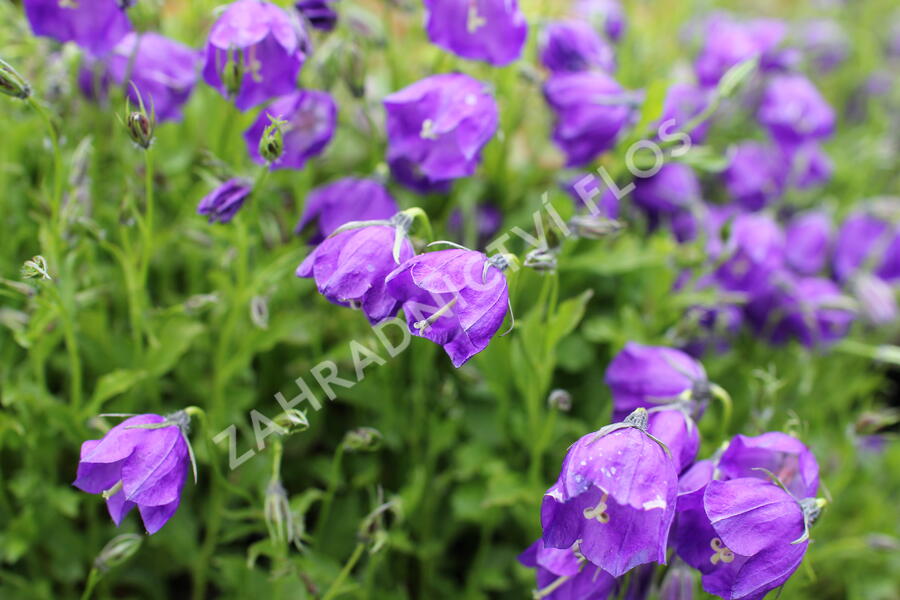 Zvonek 'G.F.Wilson' - Campanula pulloides 'G.F.Wilson'