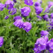 Zvonek 'G.F.Wilson' - Campanula pulloides 'G.F.Wilson'
