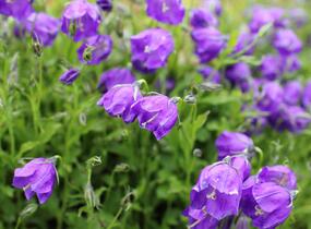Zvonek 'G.F.Wilson' - Campanula pulloides 'G.F.Wilson'