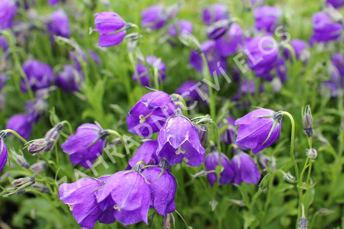 Zvonek 'G.F.Wilson' - Campanula pulloides 'G.F.Wilson'