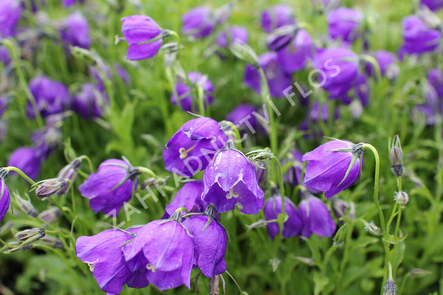 Zvonek 'G.F.Wilson' - Campanula pulloides 'G.F.Wilson'