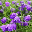 Zvonek 'G.F.Wilson' - Campanula pulloides 'G.F.Wilson'