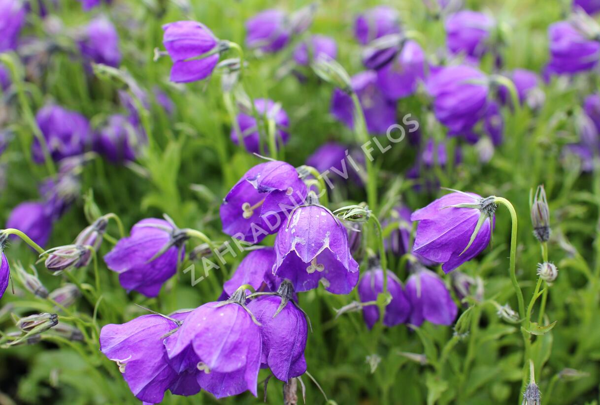 Zvonek 'G.F.Wilson' - Campanula pulloides 'G.F.Wilson'