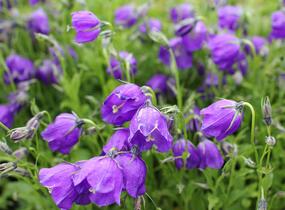 Zvonek 'G.F.Wilson' - Campanula pulloides 'G.F.Wilson'