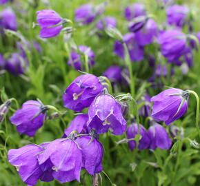 Zvonek 'G.F.Wilson' - Campanula pulloides 'G.F.Wilson'