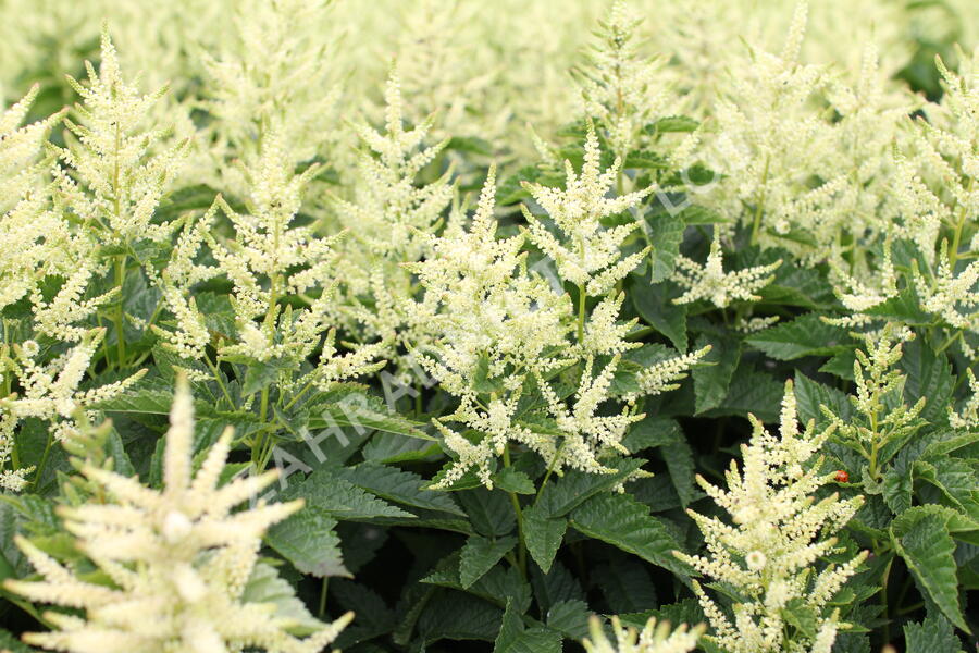 Udatna 'Sparkles' - Aruncus hybrida 'Sparkles'