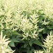 Udatna 'Sparkles' - Aruncus hybrida 'Sparkles'
