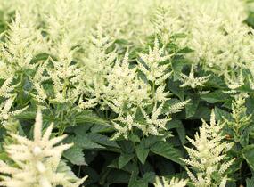 Udatna 'Sparkles' - Aruncus hybrida 'Sparkles'