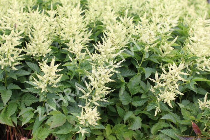 Udatna 'Sparkles' - Aruncus hybrida 'Sparkles'