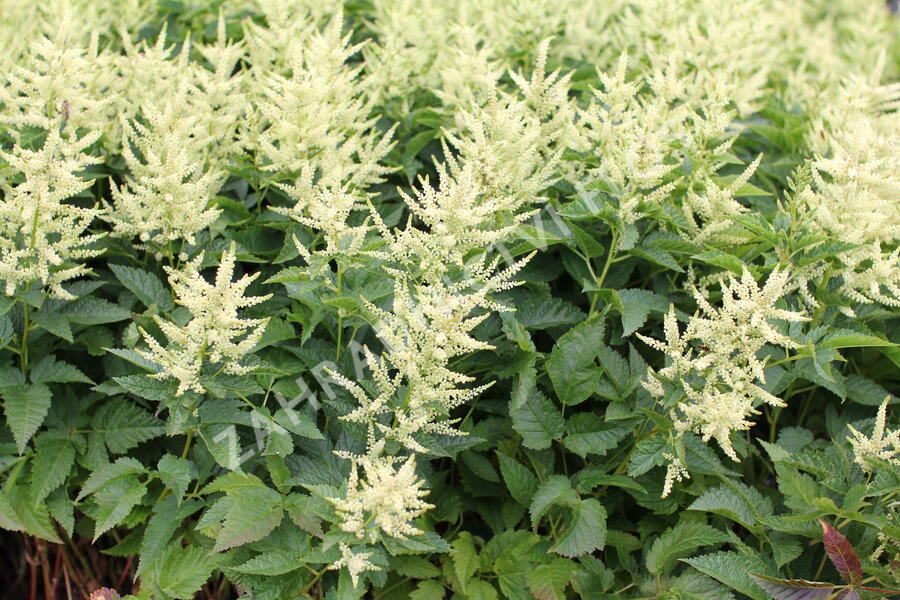 Udatna 'Sparkles' - Aruncus hybrida 'Sparkles'