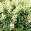 Udatna 'Sparkles' - Aruncus hybrida 'Sparkles'