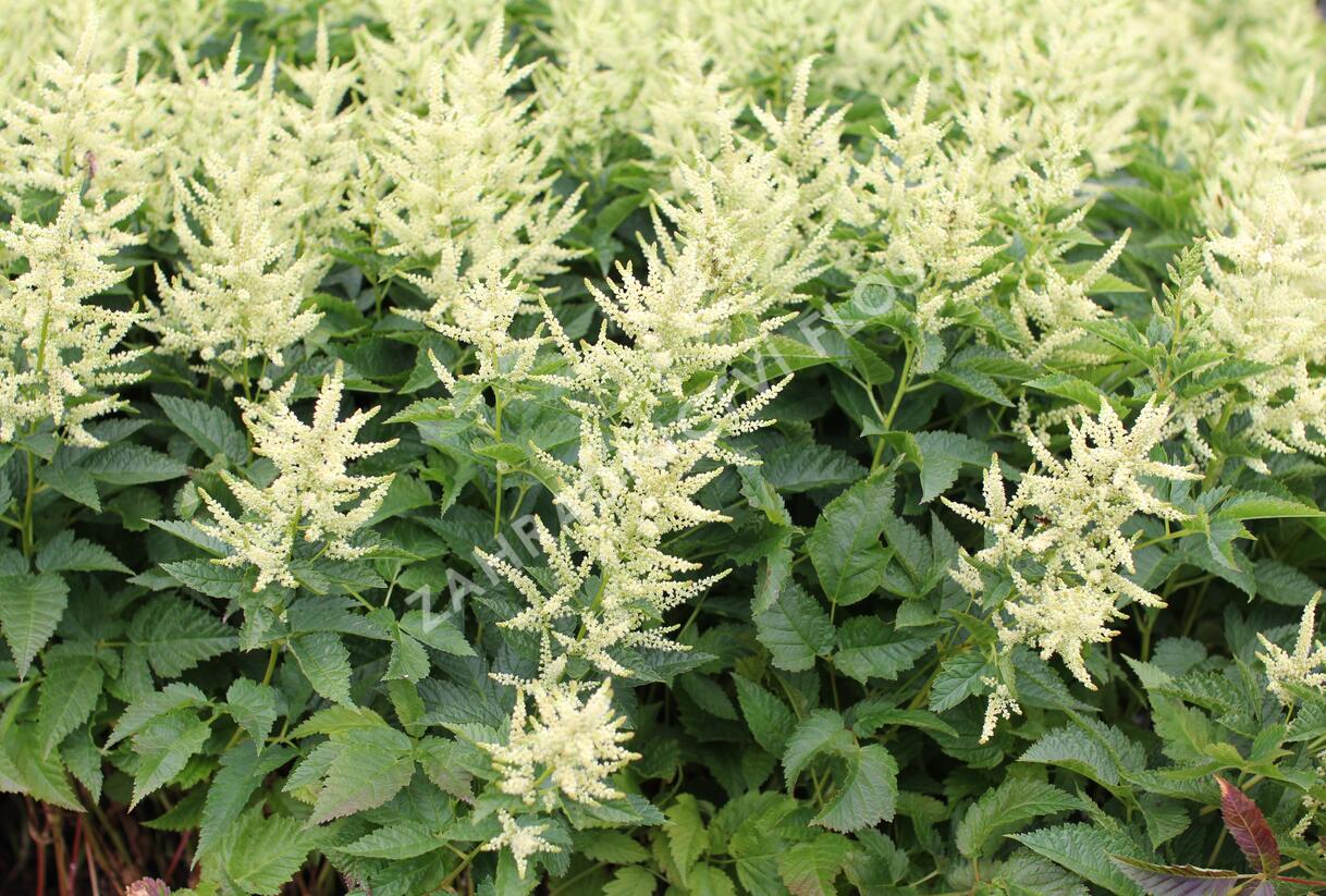 Udatna 'Sparkles' - Aruncus hybrida 'Sparkles'