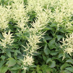 Udatna 'Sparkles' - Aruncus hybrida 'Sparkles'