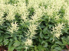 Udatna 'Sparkles' - Aruncus hybrida 'Sparkles'