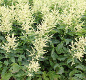 Udatna 'Sparkles' - Aruncus hybrida 'Sparkles'