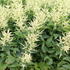 Aruncus hybrida 'Sparkles'.JPG