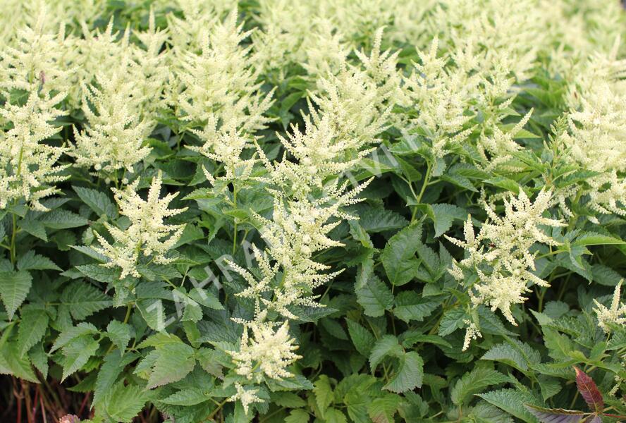 Udatna 'Sparkles' - Aruncus hybrida 'Sparkles'