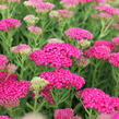 Řebříček obecný 'Seduction Saucy' - Achillea millefolium 'Seduction Saucy'