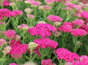 Řebříček obecný 'Seduction Saucy' - Achillea millefolium 'Seduction Saucy'