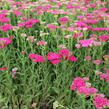 Řebříček obecný 'Seduction Saucy' - Achillea millefolium 'Seduction Saucy'