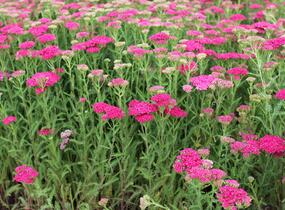 Řebříček obecný 'Seduction Saucy' - Achillea millefolium 'Seduction Saucy'