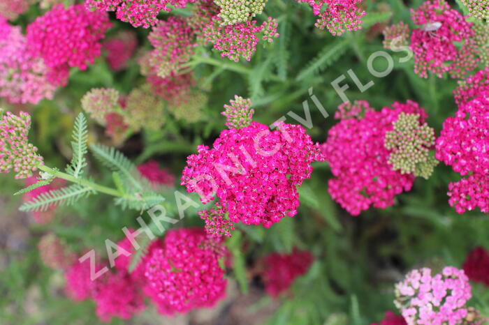 Řebříček obecný 'Seduction Saucy' - Achillea millefolium 'Seduction Saucy'
