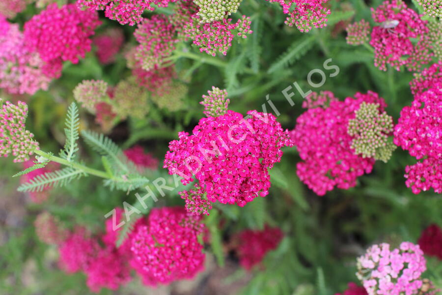 Řebříček obecný 'Seduction Saucy' - Achillea millefolium 'Seduction Saucy'