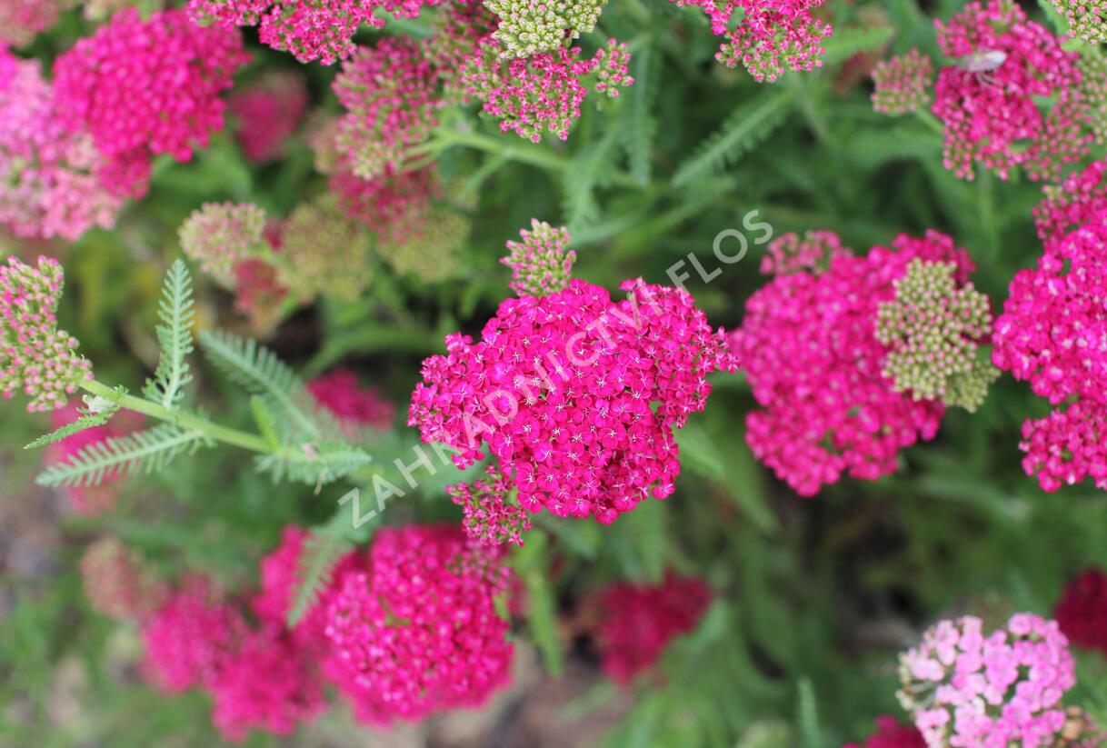 Řebříček obecný 'Seduction Saucy' - Achillea millefolium 'Seduction Saucy'