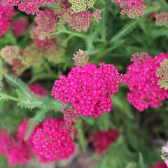 Řebříček obecný 'Seduction Saucy' - Achillea millefolium 'Seduction Saucy'