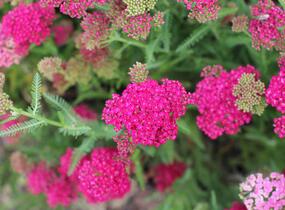 Řebříček obecný 'Seduction Saucy' - Achillea millefolium 'Seduction Saucy'