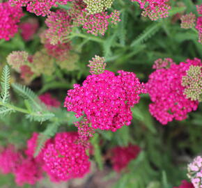 Řebříček obecný 'Seduction Saucy' - Achillea millefolium 'Seduction Saucy'