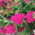 Achillea millefolium 'Seduction Saucy'.JPG