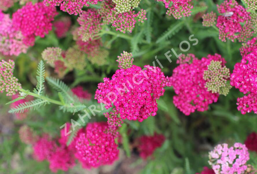 Řebříček obecný 'Seduction Saucy' - Achillea millefolium 'Seduction Saucy'