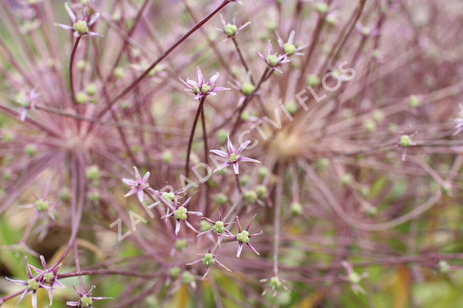 Česnek Schubertův - Allium schubertii