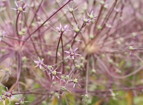Česnek Schubertův - Allium schubertii