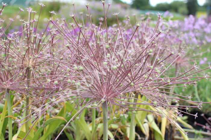 Česnek Schubertův - Allium schubertii