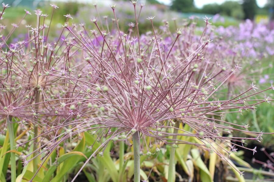 Česnek Schubertův - Allium schubertii