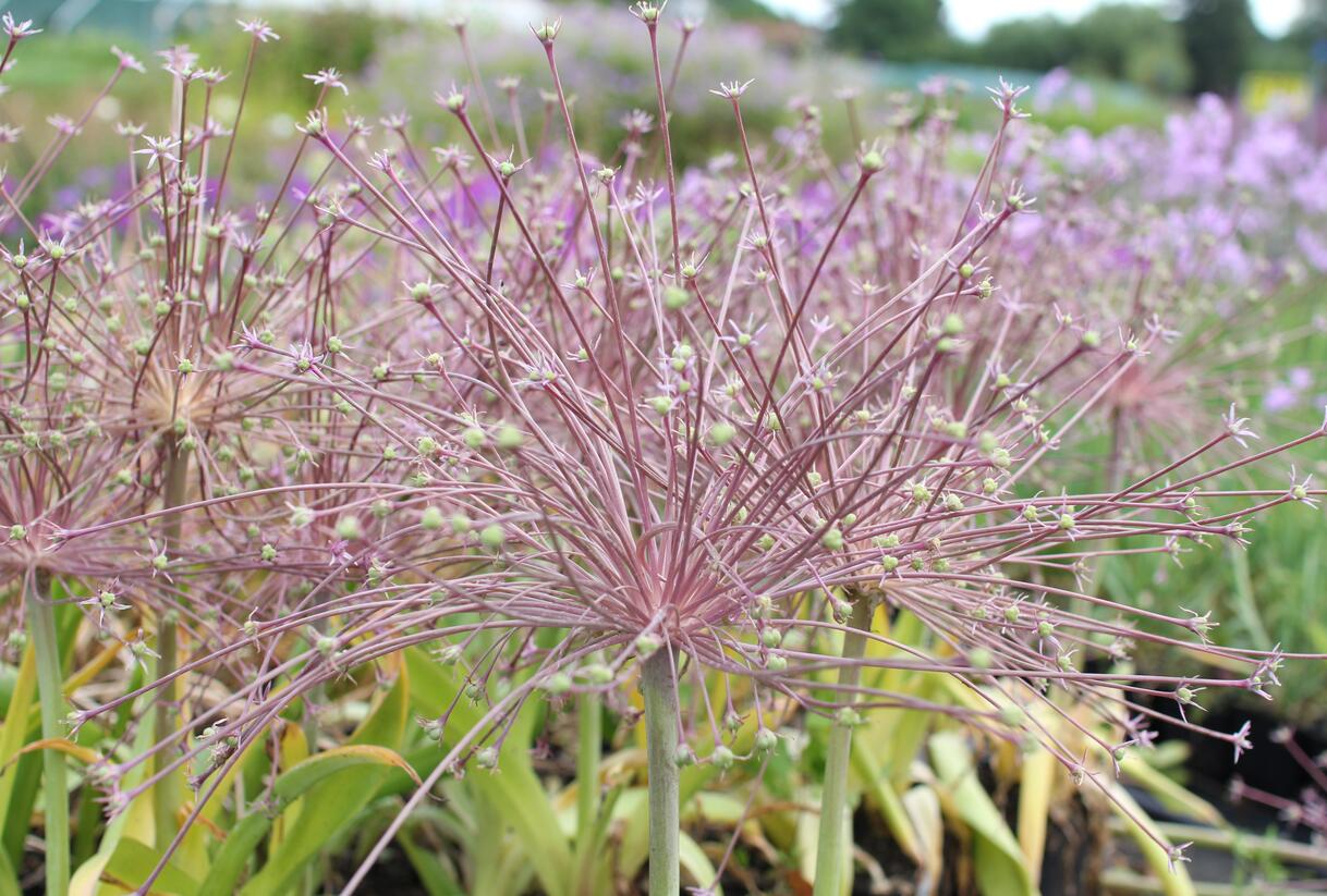 Česnek Schubertův - Allium schubertii