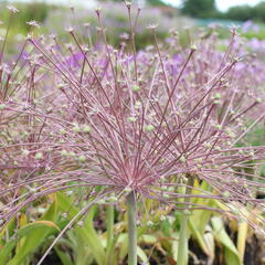 Česnek Schubertův - Allium schubertii