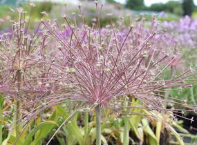 Česnek Schubertův - Allium schubertii