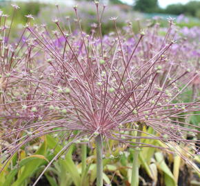 Česnek Schubertův - Allium schubertii