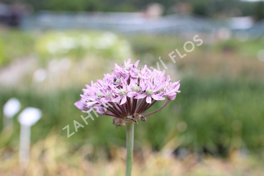 Česnek 'Pink Jewel' - Allium 'Pink Jewel'