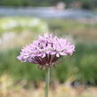 Česnek 'Pink Jewel' - Allium 'Pink Jewel'