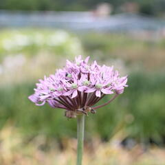 Česnek 'Pink Jewel' - Allium 'Pink Jewel'