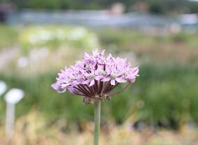 Česnek 'Pink Jewel' - Allium 'Pink Jewel'