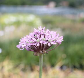 Česnek 'Pink Jewel' - Allium 'Pink Jewel'