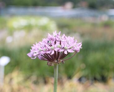 Česnek 'Pink Jewel'