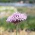 Allium 'Pink Jewel'.JPG