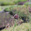 Česnek ořešec 'Art' - Allium scorodoprasum 'Art'