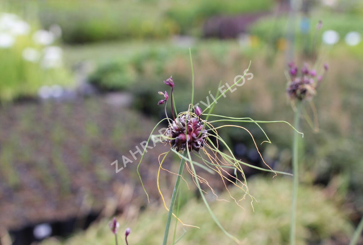 Česnek ořešec 'Art' - Allium scorodoprasum 'Art'